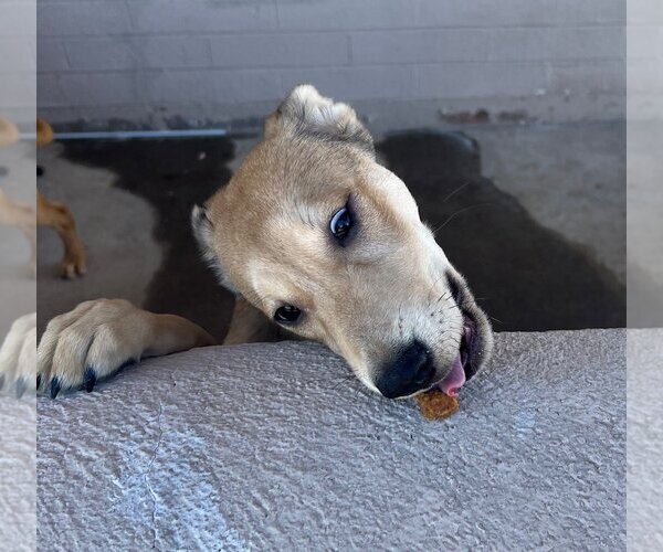 Medium Photo #4 Mutt Puppy For Sale in phoenix, AZ, USA