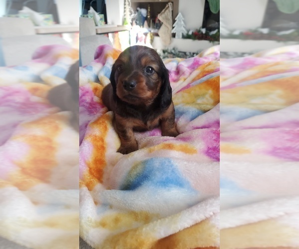 Medium Photo #2 Dachshund Puppy For Sale in MYSTIC, IA, USA