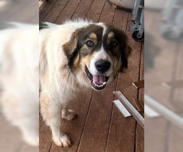 Medium Photo #1 Great Pyrenees-Unknown Mix Puppy For Sale in Winter Park, CO, USA