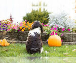 Small Photo #6 Springerdoodle Puppy For Sale in NAPPANEE, IN, USA