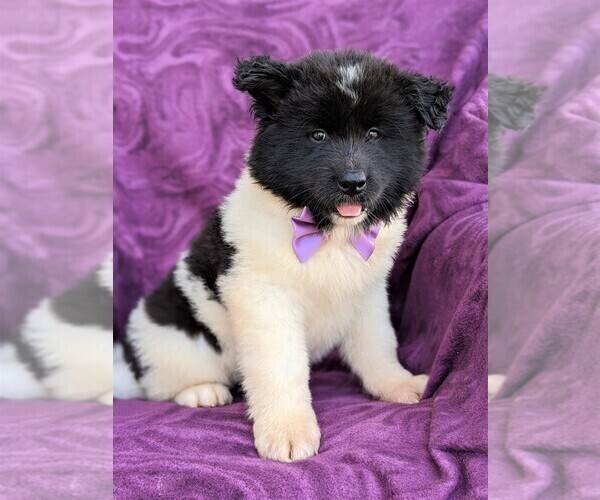 Medium Photo #3 Akita Puppy For Sale in CHRISTIANA, PA, USA