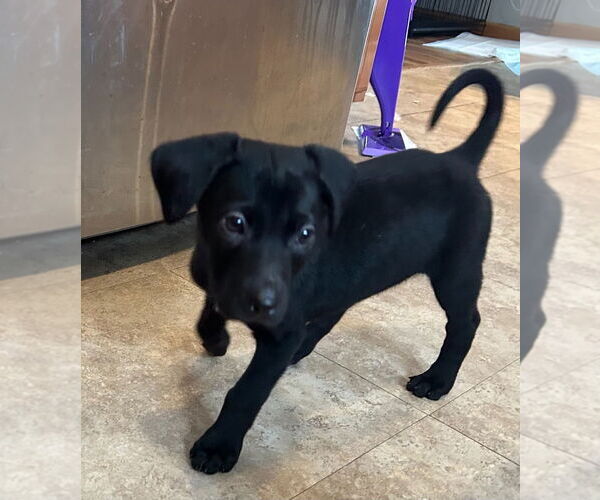 Medium Photo #3 Shepradors Puppy For Sale in Minneapolis, MN, USA