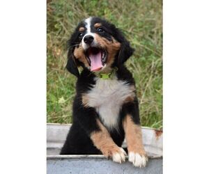 Bernese Mountain Dog Puppy for sale in HOWARD, PA, USA