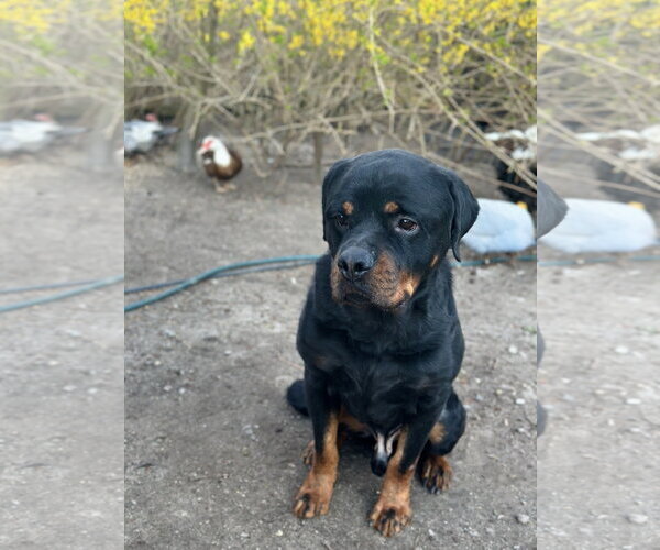 Medium Photo #7 Rottweiler Puppy For Sale in White Hall, AR, USA