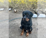 Small #6 Rottweiler