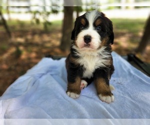 Bernese Mountain Dog Puppy for sale in MONETT, MO, USA