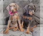 Small Photo #15 Doberman Pinscher Puppy For Sale in POMEROY, OH, USA