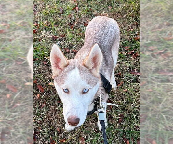 Medium Photo #3 Ibizan Hound Puppy For Sale in Newfoundland, PA, USA