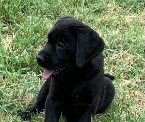 Labrador Retriever Puppy for Sale in SPOTSYLVANIA, Virginia USA