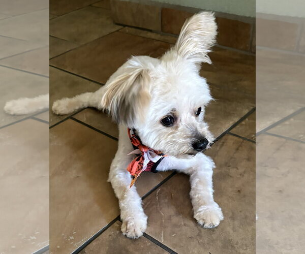 Medium Photo #2 Maltese Puppy For Sale in San Jose, CA, USA