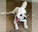 Small Photo #2 Maltese Puppy For Sale in San Jose, CA, USA