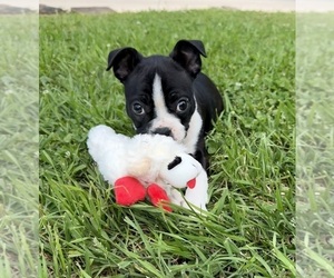 Boston Terrier Puppy for sale in GARFIELD, AR, USA
