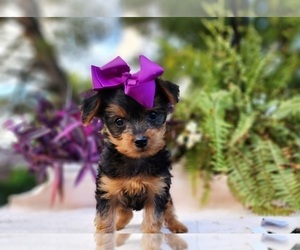 Yorkshire Terrier Puppy for sale in INDIANAPOLIS, IN, USA