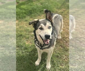 Siberian Husky-Unknown Mix Dogs for adoption in Cedar Crest, NM, USA