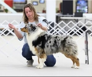 Father of the Australian Shepherd puppies born on 06/23/2026