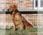 Small Photo #4 Golden Retriever Puppy For Sale in CLEMENTS, MD, USA