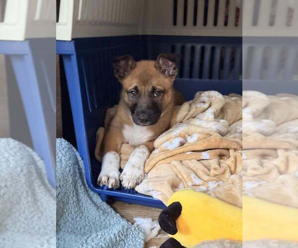 Medium Photo #1 Mutt Puppy For Sale in Imlay City, MI, USA