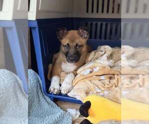 Mutt Dogs for adoption in Imlay City, MI, USA