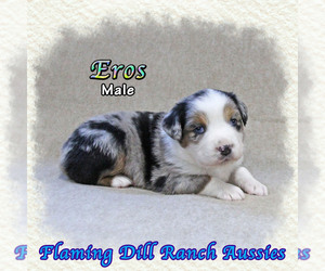 German Shorthaired Pointer Puppy for sale in FORESTBURG, TX, USA
