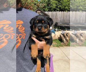 Rottweiler Puppy for sale in NIPOMO, CA, USA