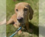 Small #4 Basset Hound-Labrador Retriever Mix
