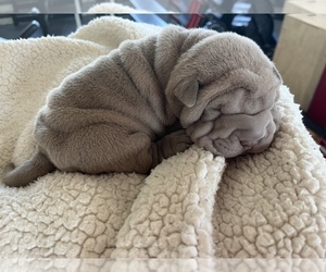 Chinese Shar-Pei Puppy for sale in KENNEWICK, WA, USA