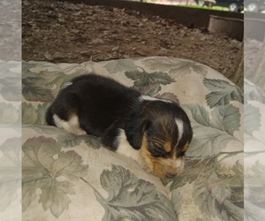 Beagle Puppy for sale in GREENCASTLE, IN, USA