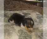 Small Photo #1 Beagle Puppy For Sale in GREENCASTLE, IN, USA