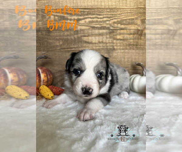 Medium Photo #1 Miniature Australian Shepherd Puppy For Sale in CROCKETT, TX, USA