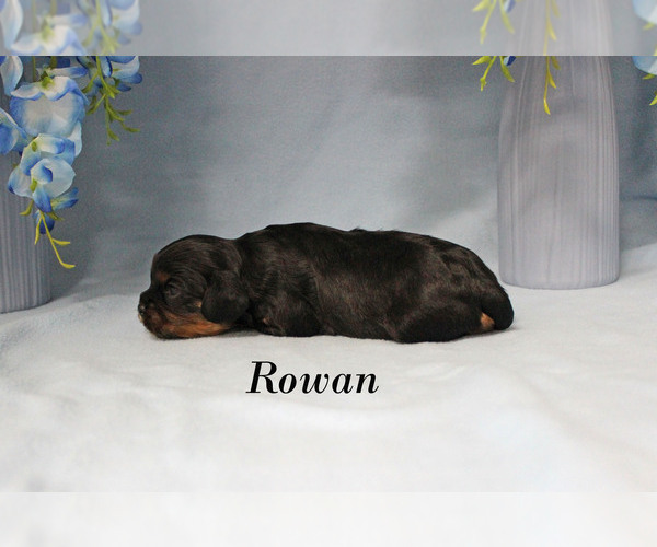 Medium Photo #8 Cavalier King Charles Spaniel Puppy For Sale in CHANUTE, KS, USA