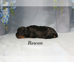 Small #7 Cavalier King Charles Spaniel