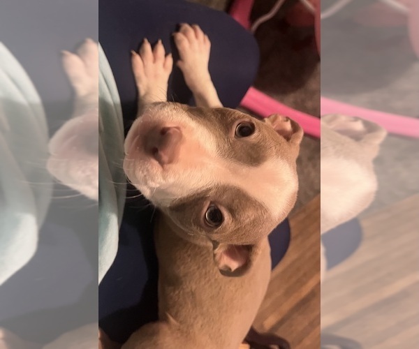 Medium Photo #7 American Bully Puppy For Sale in BUFFALO, NY, USA