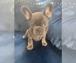 Small Photo #27 French Bulldog Puppy For Sale in HOUSTON, TX, USA
