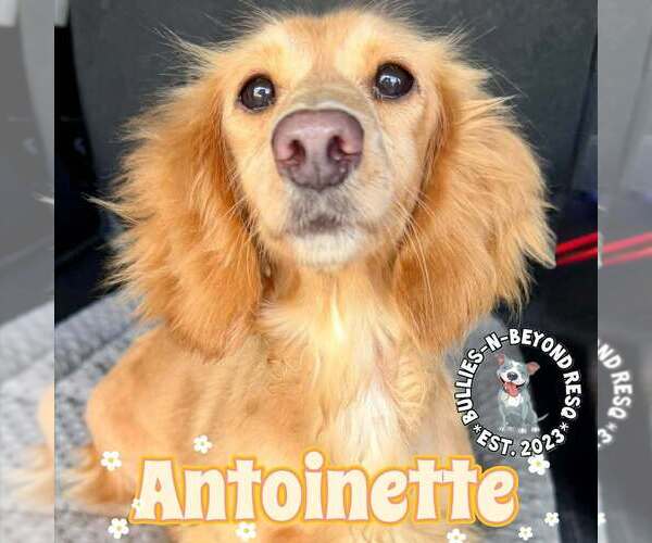 Medium Photo #1 Dachshund Puppy For Sale in Omaha, NE, USA