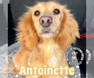 Dachshund Dogs for adoption in Omaha, NE, USA