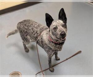 Mutt Dogs for adoption in Denver, CO, USA