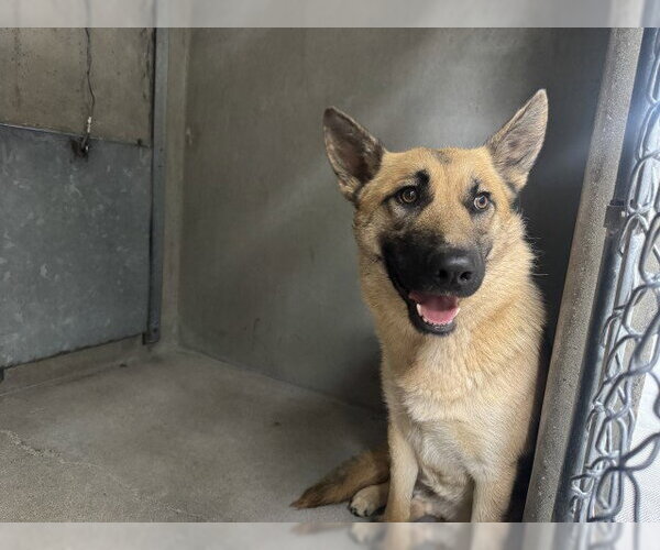 Medium Photo #1 German Shepherd Dog Puppy For Sale in San Bernardino, CA, USA