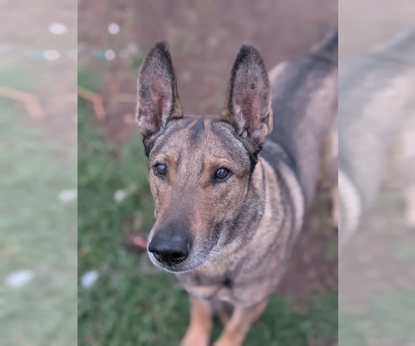 Medium Photo #5 Mutt Puppy For Sale in Sandy, UT, USA