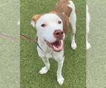Small #1 Labrador Retriever Mix
