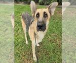 SAMANTHA - Female German Shepherd Dog Dog for Adoption - Small photo