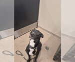 Small #3 Labrador Retriever Mix