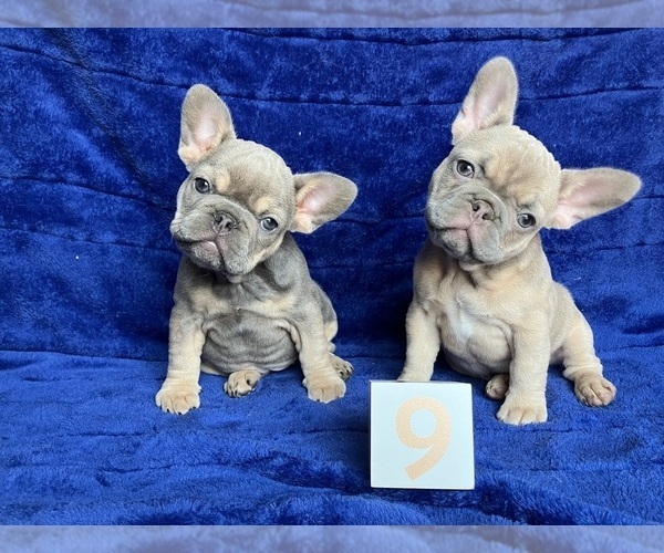 Medium Photo #4 French Bulldog Puppy For Sale in GIRARD, IL, USA