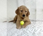 Small Photo #8 Golden Retriever Puppy For Sale in GREENFIELD, IN, USA