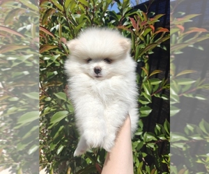 Pomeranian Puppy for sale in ROSEVILLE, CA, USA