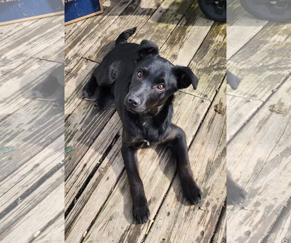 Medium Photo #4 Jack Russell Terrier-Retriever  Mix Puppy For Sale in Marine City, MI, USA