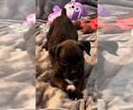 Small #4 Boxer