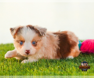 Miniature Australian Shepherd Puppy for Sale in GRANBURY, Texas USA
