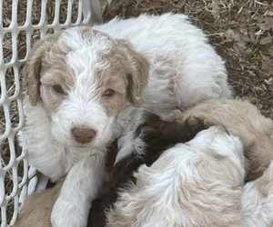 Medium Goldendoodle