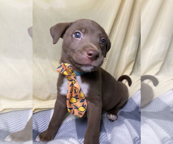 Medium Photo #1 Boxer-Unknown Mix Puppy For Sale in Hillsboro, MO, USA