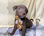 Small Boxer Mix